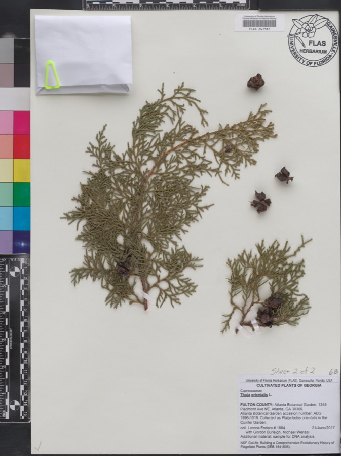 Ảnh minh hoạ Trắc Bách Diệp (Thuja orientalis) 5