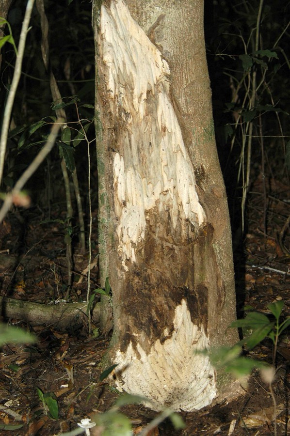 Ảnh minh hoạ Trầm Hương (Aquilaria crassna) 1