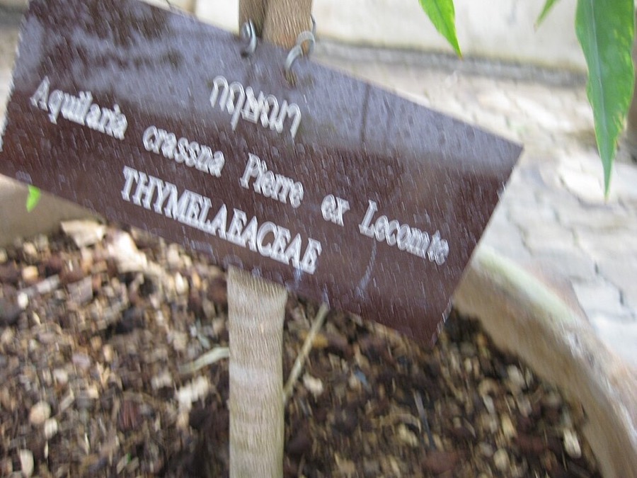 Ảnh minh hoạ Trầm Hương (Aquilaria crassna) 2