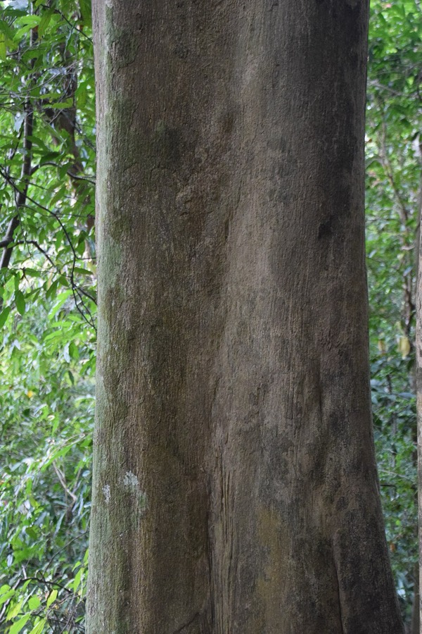 Ảnh minh hoạ Trầm Hương (Aquilaria crassna) 3