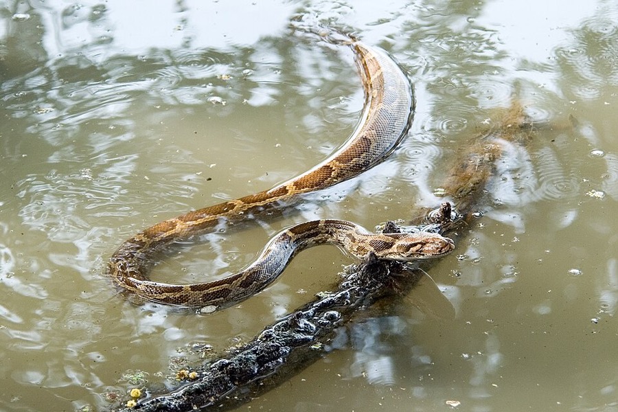Ảnh minh hoạ Trăn (Python molurus) 1