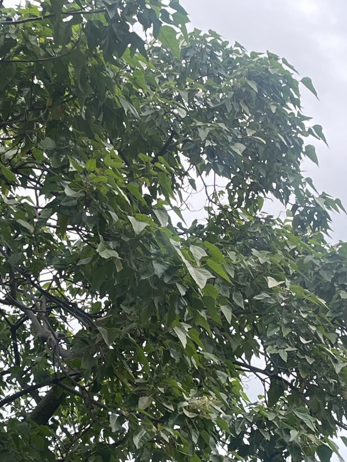 Ảnh minh hoạ Trẩu (Aleurites montana) 1
