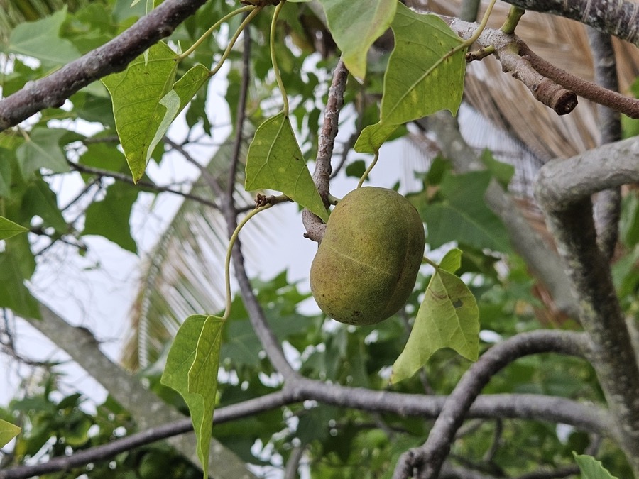 Ảnh minh hoạ Trẩu (Aleurites montana) 2