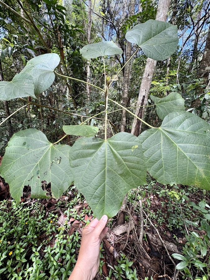 Ảnh minh hoạ Trẩu (Aleurites montana) 3