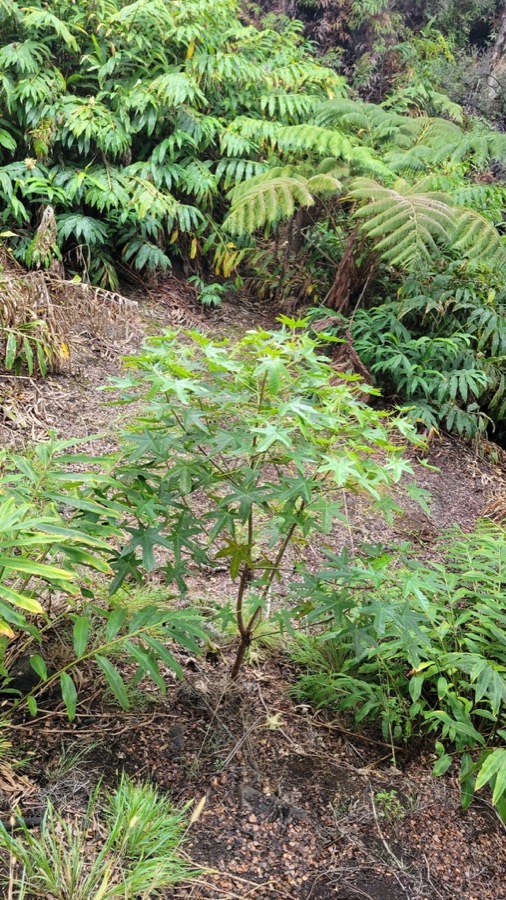 Ảnh minh hoạ Trẩu (Aleurites montana) 5