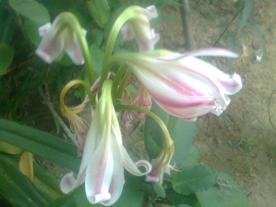Ảnh minh hoạ Trinh Nữ Hoàng Cung (Crinum latifolium) 4