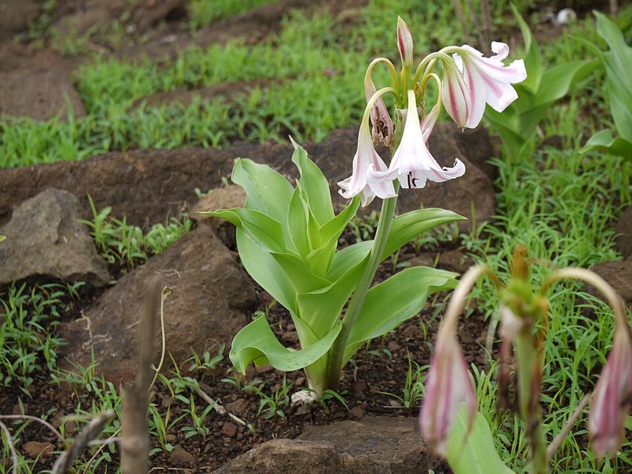 Ảnh minh hoạ Trinh Nữ Hoàng Cung (Crinum latifolium) 5