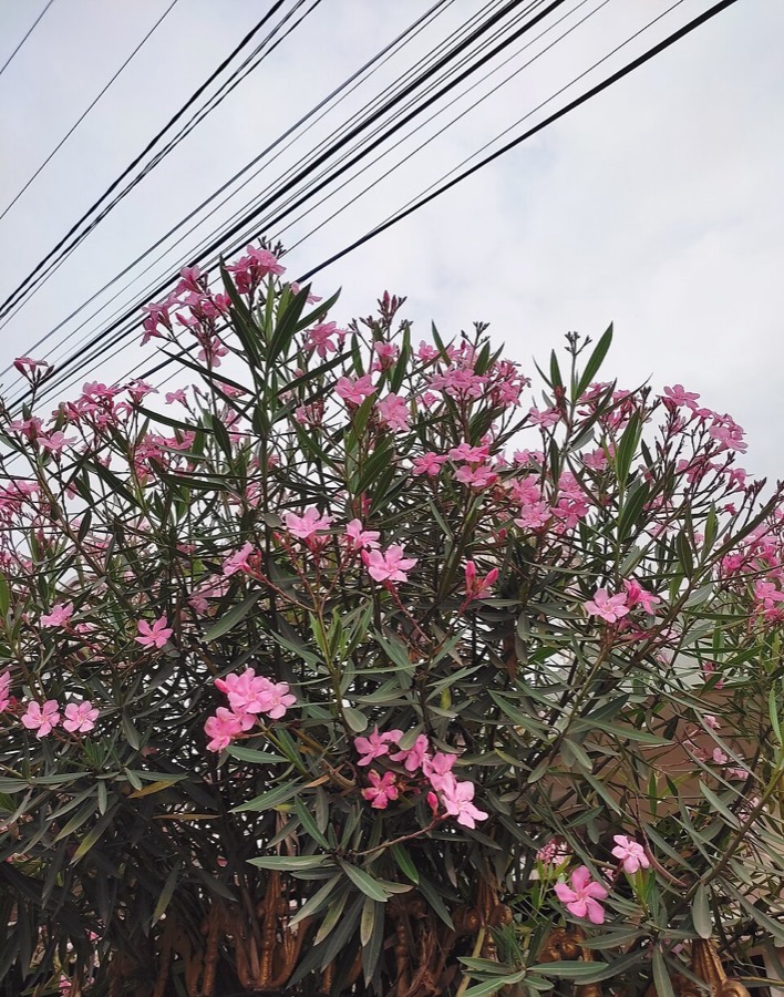 Ảnh minh hoạ Trúc Đào (Nerium oleander) 4