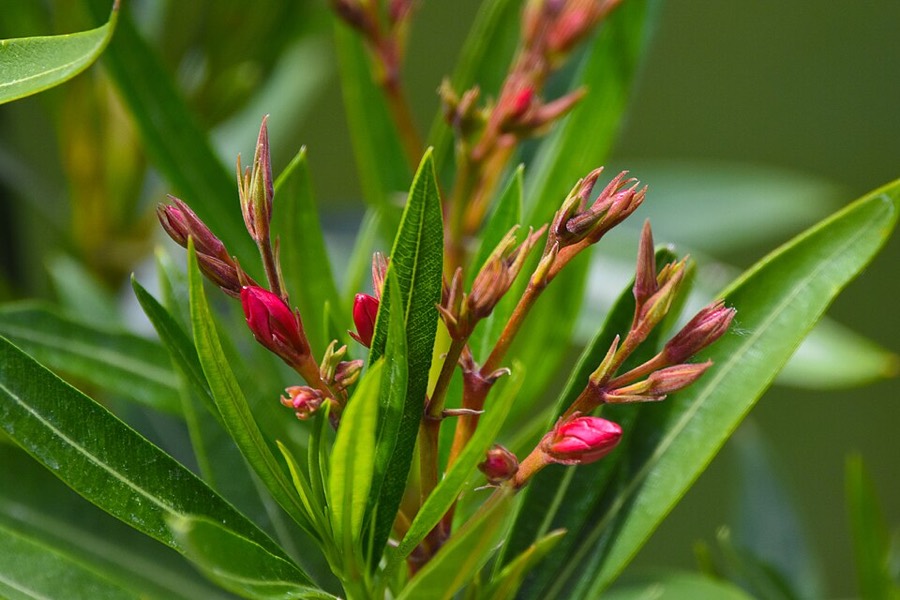 Ảnh minh hoạ Trúc Đào (Nerium oleander) 5
