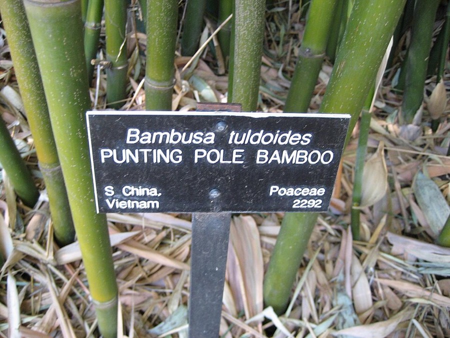 Ảnh minh hoạ Trúc Nhự (Bambusa tuldoides) 1
