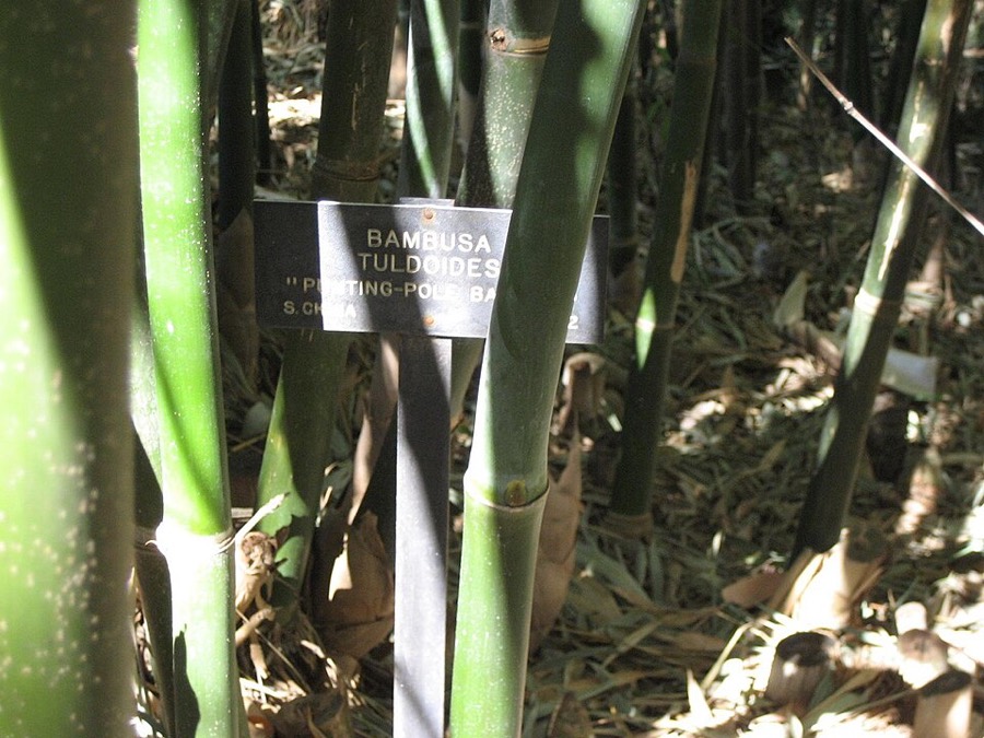 Ảnh minh hoạ Trúc Nhự (Bambusa tuldoides) 2