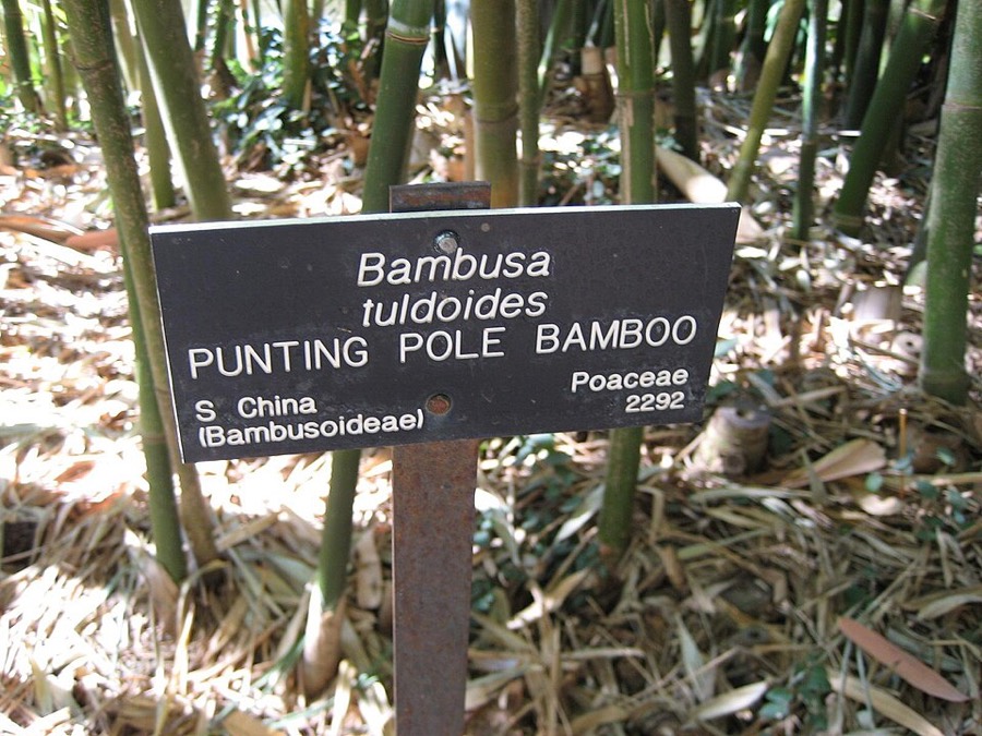 Ảnh minh hoạ Trúc Nhự (Bambusa tuldoides) 3