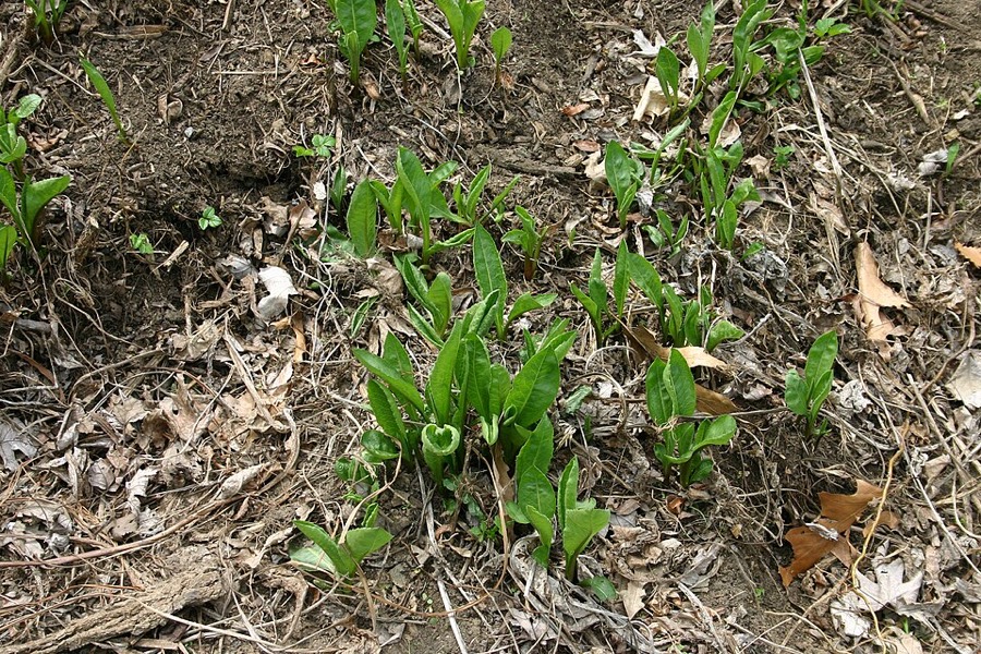 Ảnh minh hoạ Tử Uyển (Aster tataricus) 4