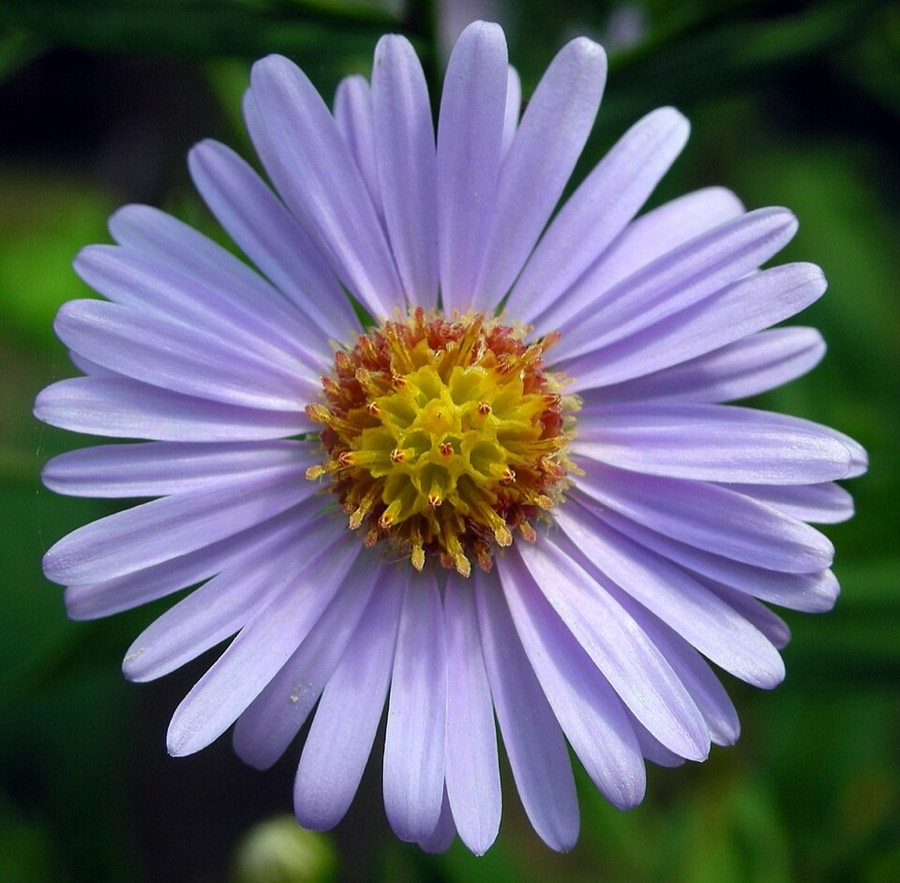 Ảnh minh hoạ Tử Uyển (Aster tataricus) 5