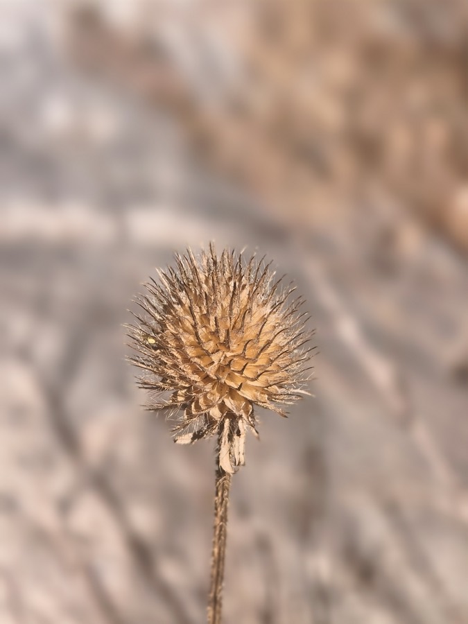 Ảnh minh hoạ Tục Đoạn (Dipsacus japonicus) 1