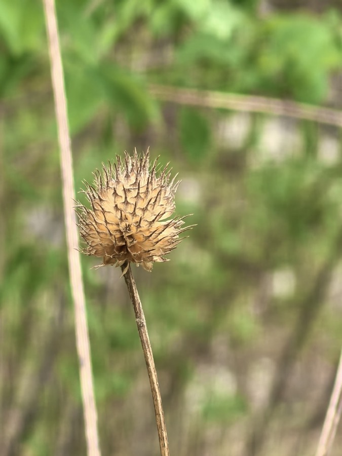 Ảnh minh hoạ Tục Đoạn (Dipsacus japonicus) 2