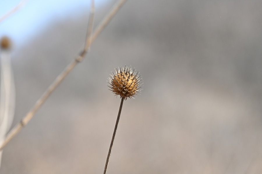 Ảnh minh hoạ Tục Đoạn (Dipsacus japonicus) 3