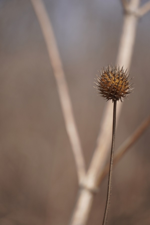 Ảnh minh hoạ Tục Đoạn (Dipsacus japonicus) 4