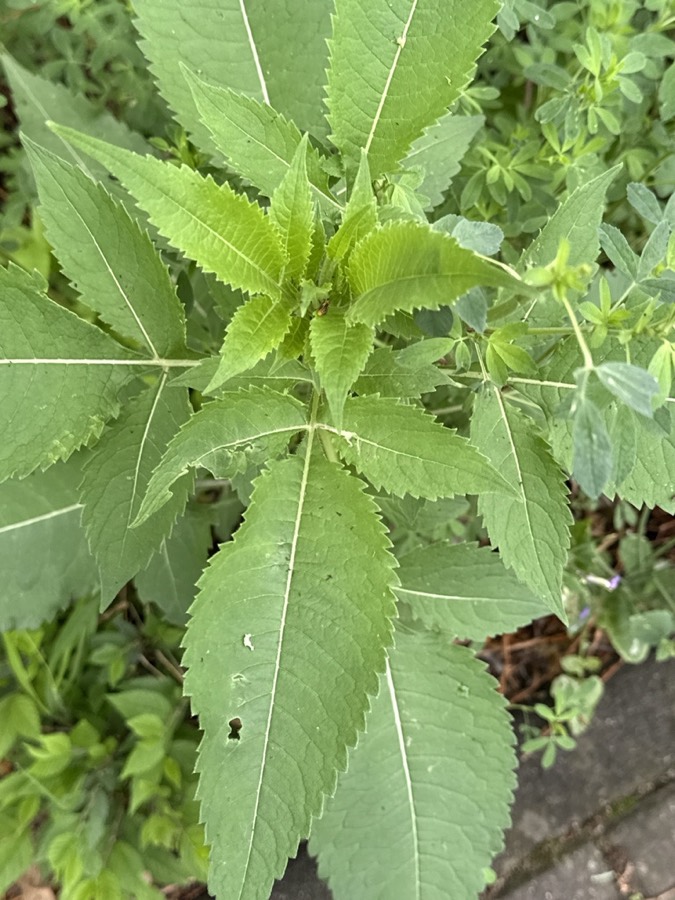 Ảnh minh hoạ Tục Đoạn (Dipsacus japonicus) 5