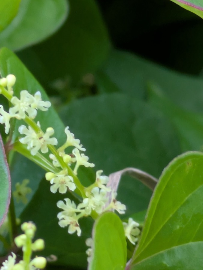 Ảnh minh hoạ Tỳ Giải (Dioscorea tokoro) 2