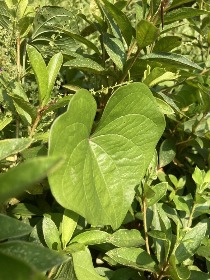 Ảnh minh hoạ Tỳ Giải (Dioscorea tokoro) 3