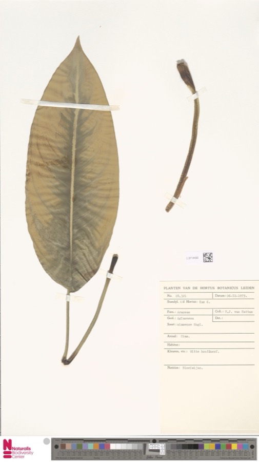 Ảnh minh hoạ Vạn Niên Thanh (Aglaonema siamense) 1