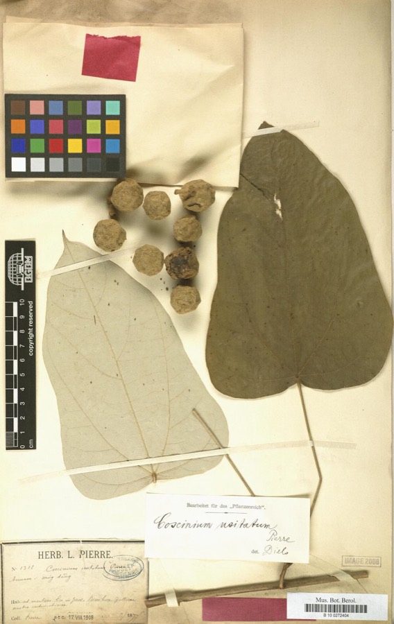 Ảnh minh hoạ Vàng Đằng (Coscinium usitatum) 1