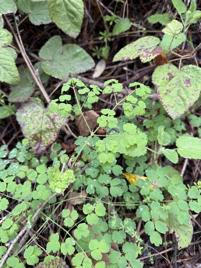 Ảnh minh hoạ Thổ Hoàng Liên (Thalictrum ƒololosum) 1
