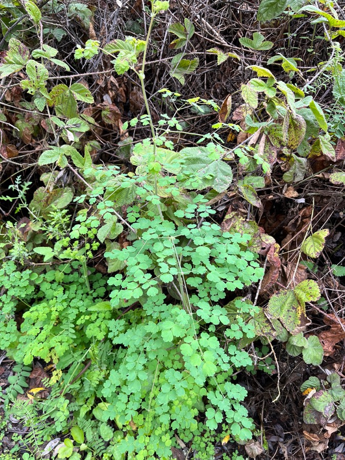 Ảnh minh hoạ Thổ Hoàng Liên (Thalictrum ƒololosum) 2