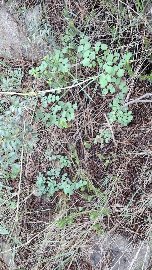 Ảnh minh hoạ Thổ Hoàng Liên (Thalictrum ƒololosum) 3