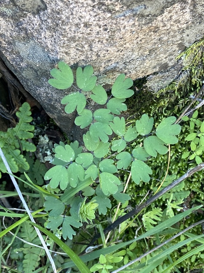 Ảnh minh hoạ Thổ Hoàng Liên (Thalictrum ƒololosum) 5