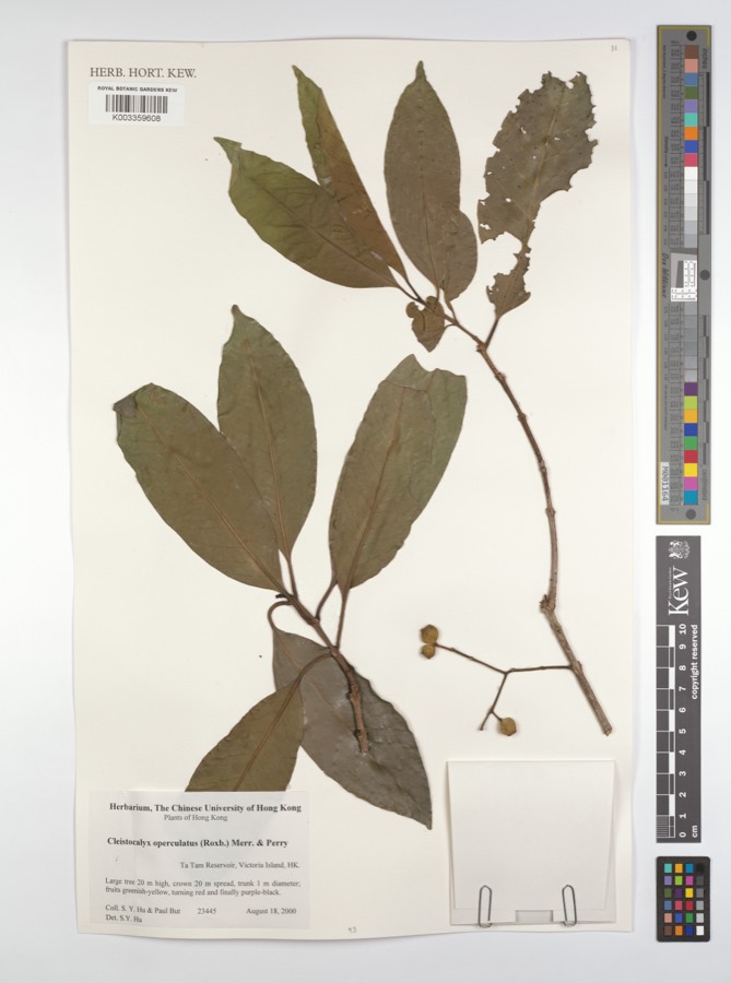 Ảnh minh hoạ Vối (Cleistocalyx operculatus) 4