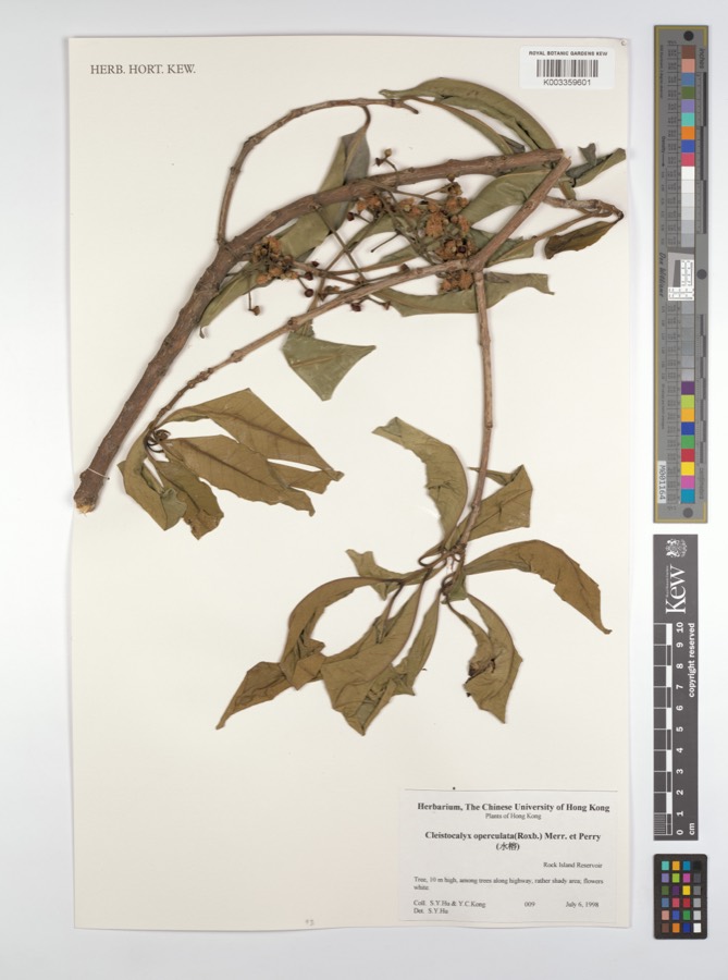 Ảnh minh hoạ Vối (Cleistocalyx operculatus) 5