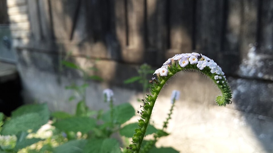 Ảnh minh hoạ Vòi Voi (Heliotropium indicwm) 1