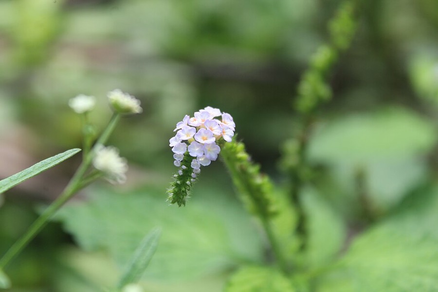 Ảnh minh hoạ Vòi Voi (Heliotropium indicwm) 2