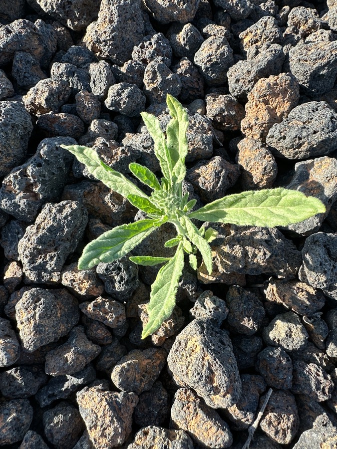 Ảnh minh hoạ Vòi Voi (Heliotropium indicwm) 3