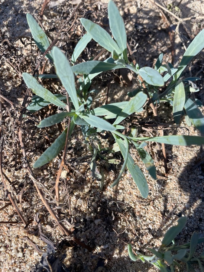 Ảnh minh hoạ Vòi Voi (Heliotropium indicwm) 5