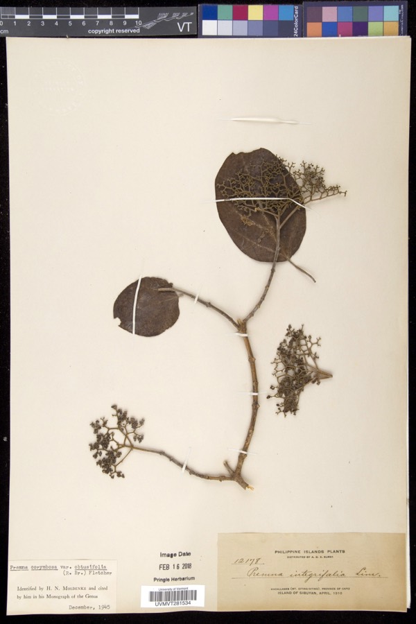 Ảnh minh hoạ Vọng Cách (Premna integrifolia) 4