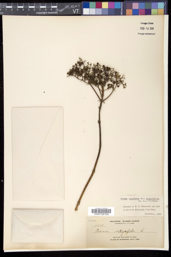Ảnh minh hoạ Vọng Cách (Premna integrifolia) 5