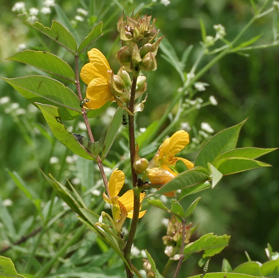 Ảnh minh hoạ Vọng Giang Nam (Cassia occidentalis) 1