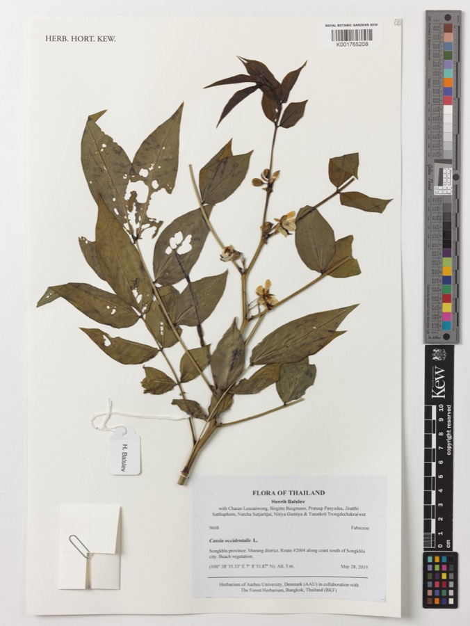 Ảnh minh hoạ Vọng Giang Nam (Cassia occidentalis) 3
