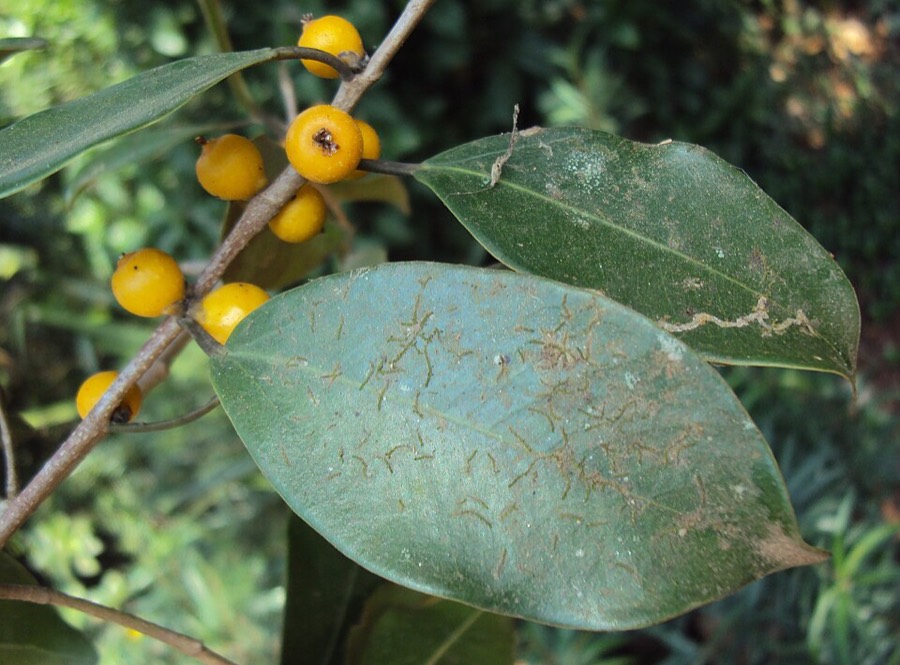 Ảnh minh hoạ Vú Bò (Ficus heterophyllus) 4