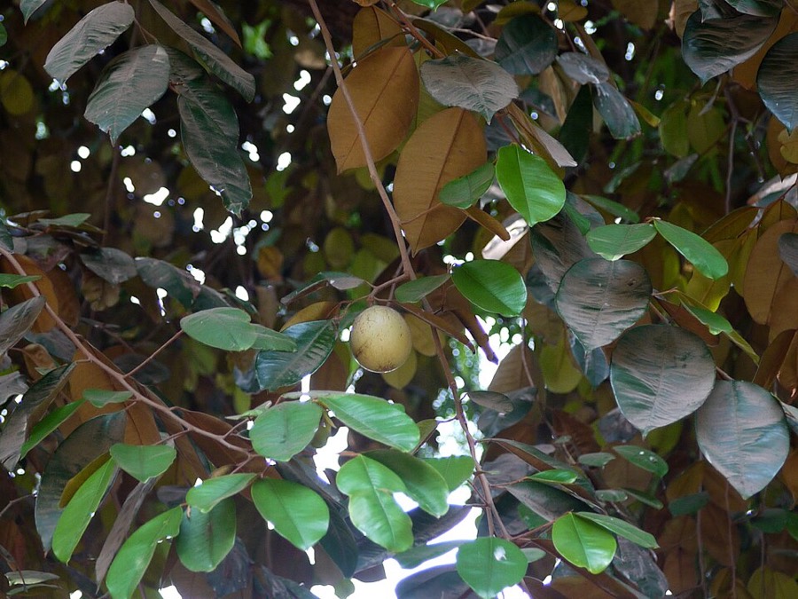 Ảnh minh hoạ Vú Sữa (Chrysophyllum cainito) 4