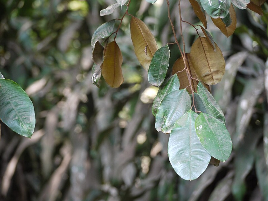 Ảnh minh hoạ Vú Sữa (Chrysophyllum cainito) 5