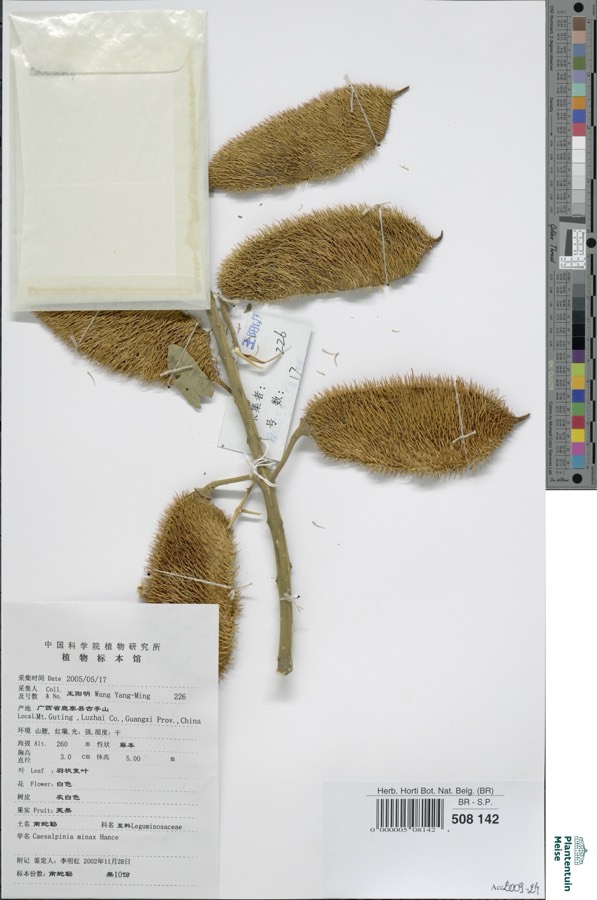 Ảnh minh hoạ Vuốt Hùm (Caesalpinia minax) 4