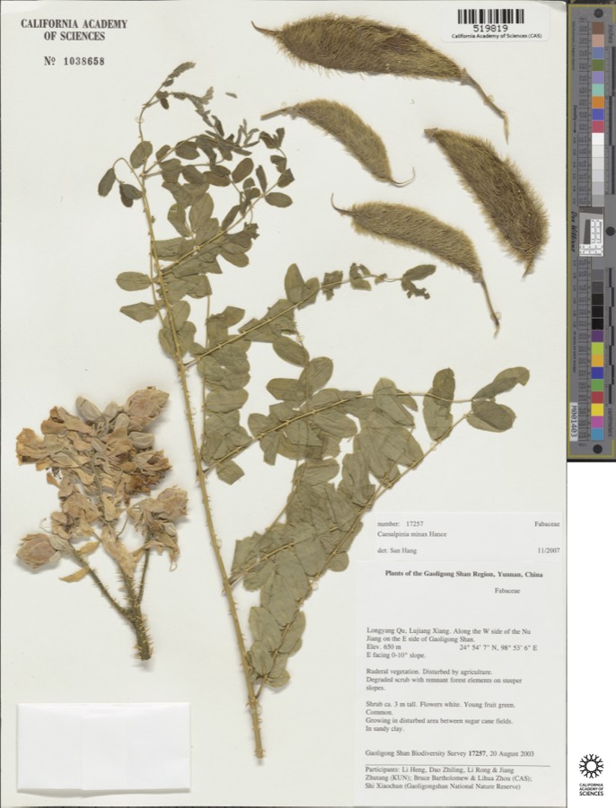 Ảnh minh hoạ Vuốt Hùm (Caesalpinia minax) 5