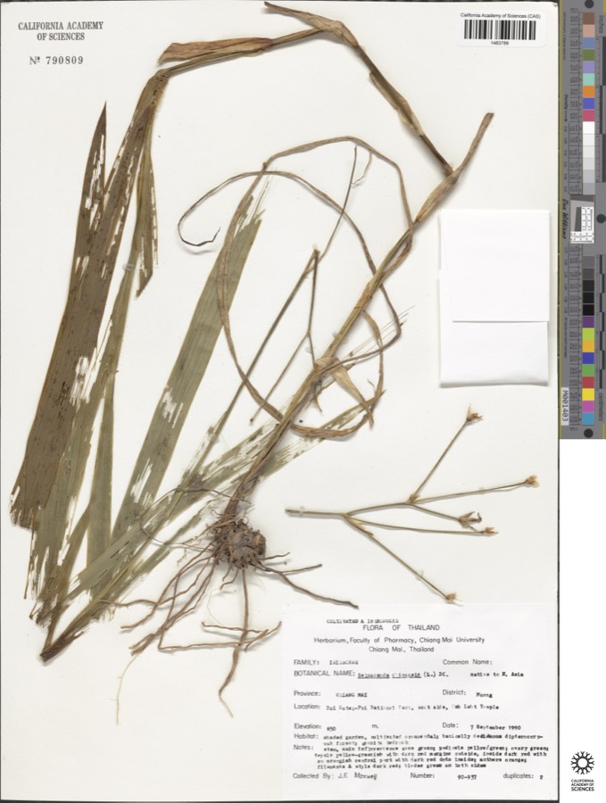 Ảnh minh hoạ Xạ Can (Belamcanda sinensis) 4
