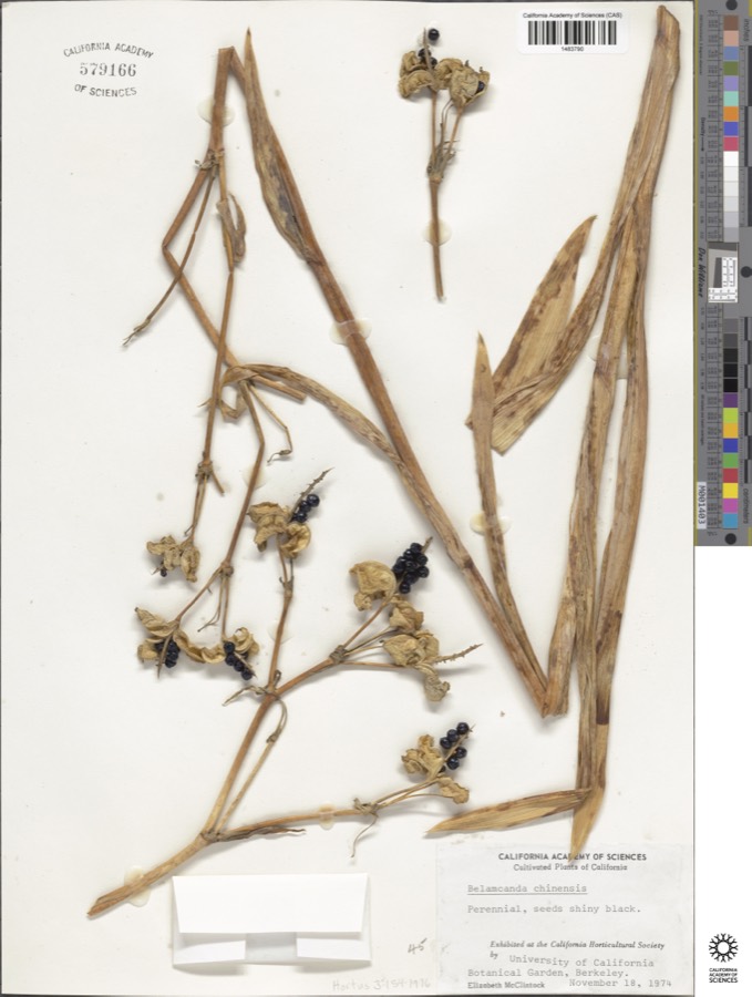 Ảnh minh hoạ Xạ Can (Belamcanda sinensis) 5