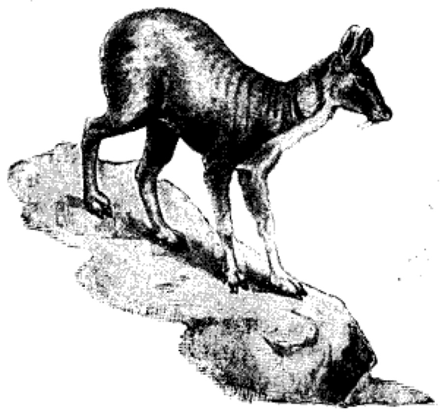Ảnh minh hoạ Xạ Hương (Moschus moschiferus) 1