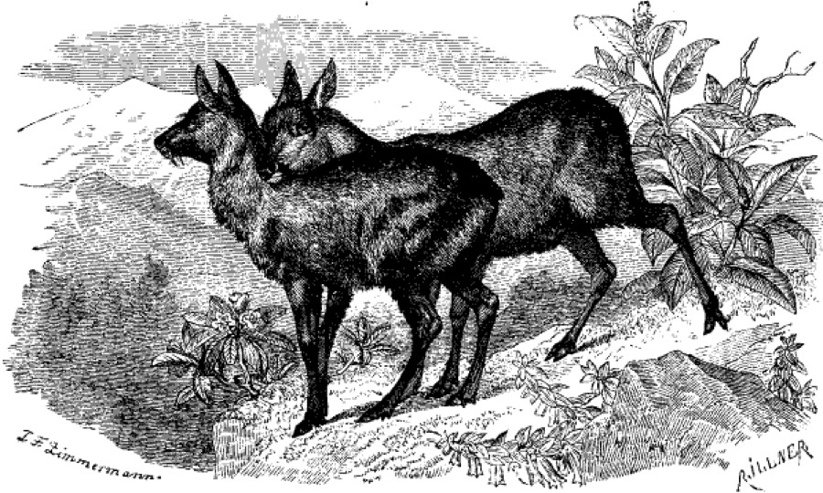Ảnh minh hoạ Xạ Hương (Moschus moschiferus) 2